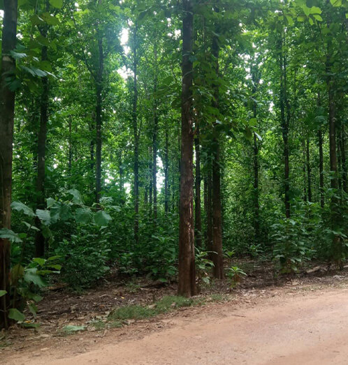 Teca de qualidade floresta 03