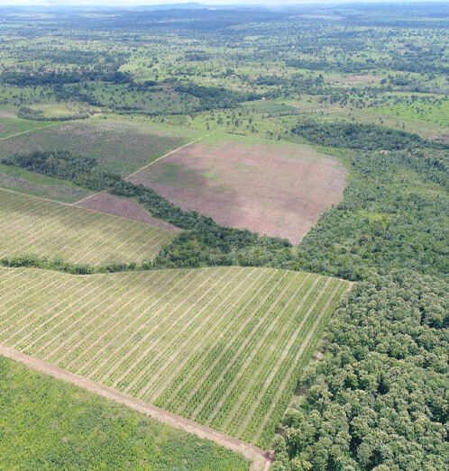 Teca de qualidade floresta 02