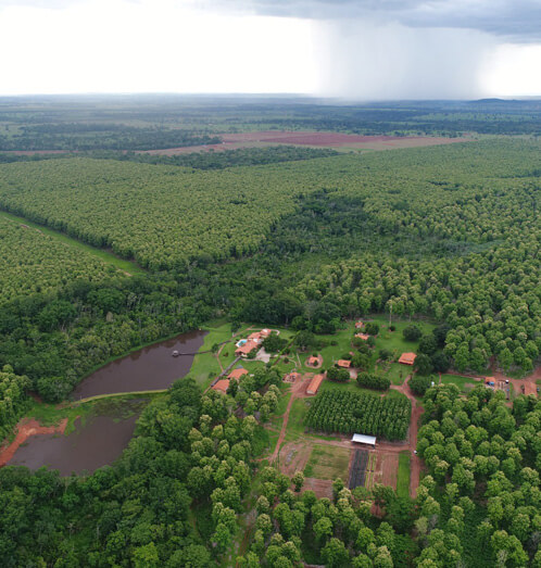 Teca de qualidade floresta