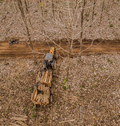 Teca de qualidade floresta 06