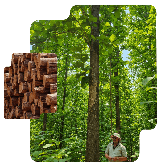 Teca de qualidade 01